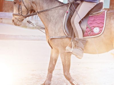 Horse2
